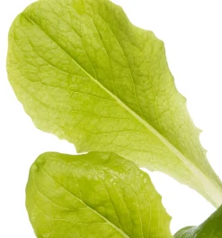 New Glashaus-Salat (Lactuca Sativa Type) Obst, Gemüse & Kräuter|Gemüsepflanzen