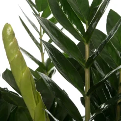 Discount Glücksfeder (Zamioculcas zamiifolia) D 35 cm H 90 cm Für Sonne|Große Pflanzen
