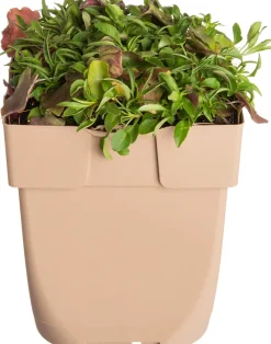 Clearance Glockenblume (Campanula rotundifolia) D 11 H 10 cm Immergrüne Pflanzen|Winterharte Pflanzen