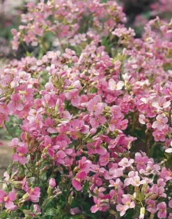 Gänsekresse (Arabis caucasica 'Pinkie') D 9 H 5 cm Blühende Pflanzen|Immergrüne Pflanzen