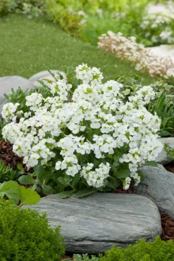 Outlet Gänsekresse (Arabis caucasica 'Snowcap') D 9 H 5 cm Blühende Pflanzen|Bodendecker