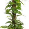 Clearance Goldene Efeutute (Epipremnum pinnatum 'Aureum') D 19 cm H 80 cm Grünpflanzen|Efeutute
