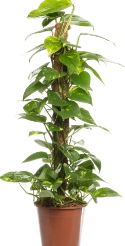 Clearance Goldene Efeutute (Epipremnum pinnatum 'Aureum') D 19 cm H 80 cm Grünpflanzen|Efeutute