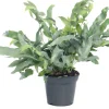 Discount Goldtüpfelfarn (Phlebodium aureum 'Blue Star') D 14 cm H 40 cm Luftreinigende Pflanzen|Grünpflanzen