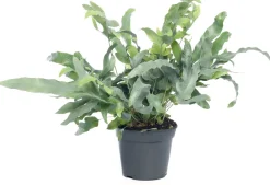 Discount Goldtüpfelfarn (Phlebodium aureum 'Blue Star') D 14 cm H 40 cm Luftreinigende Pflanzen|Grünpflanzen