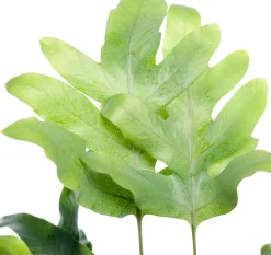 Discount Goldtüpfelfarn (Phlebodium aureum 'Blue Star') D 14 cm H 40 cm Luftreinigende Pflanzen|Grünpflanzen