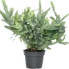 Best Goldtüpfelfarn (Phlebodium aureum 'Blue Star') D 17 cm H 50 cm Luftreinigende Pflanzen|Blühende Zimmerpflanzen