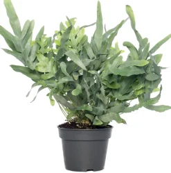 Best Goldtüpfelfarn (Phlebodium aureum 'Blue Star') D 17 cm H 50 cm Luftreinigende Pflanzen|Blühende Zimmerpflanzen