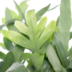 Best Goldtüpfelfarn (Phlebodium aureum 'Blue Star') D 17 cm H 50 cm Luftreinigende Pflanzen|Blühende Zimmerpflanzen