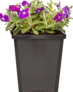 Clearance Griechisches Blaukissen (Aubrieta deltoidea 'Hamburg Stadtpark') D 9 H 15 cm Blühende Pflanzen|Winterharte Pflanzen