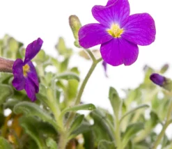 Clearance Griechisches Blaukissen (Aubrieta deltoidea 'Hamburg Stadtpark') D 9 H 15 cm Blühende Pflanzen|Winterharte Pflanzen