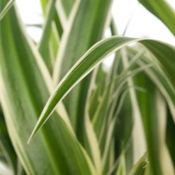 Sale Grünlilie (Chlorophytum comosum 'Ocean') D 15 H 20 cm Kleine Zimmerpflanzen|Grünpflanzen