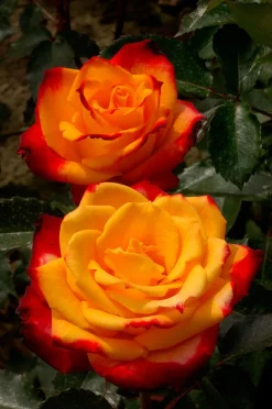 Outlet Großblumige Beetrose (Rosa 'Mein München') Immergrüne Pflanzen|Rosen