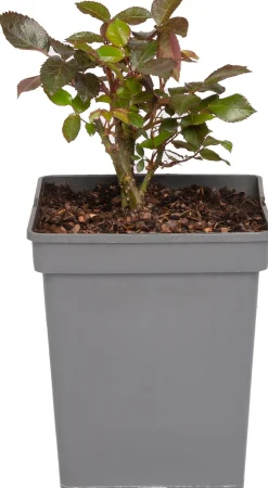 Outlet Großblumige Beetrose (Rosa 'Mein München') Immergrüne Pflanzen|Rosen