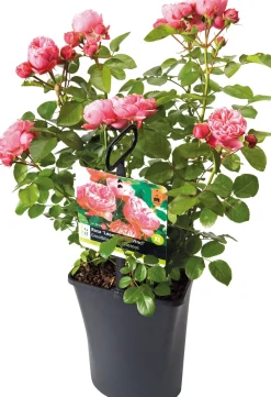 Sale Großblumige Beetrose (Rosa 'Leonardo Da Vinci') D 23 cm Immergrüne Pflanzen|Rosen