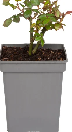 Clearance Großblumige Beetrose (Rosa Chippendale) Rosen