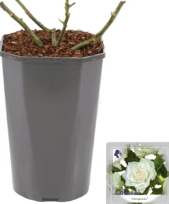 Discount Großblumige Edelrose (Rosa 'Annapurna') D 23 H 25 cm Winterharte Pflanzen|Rosen