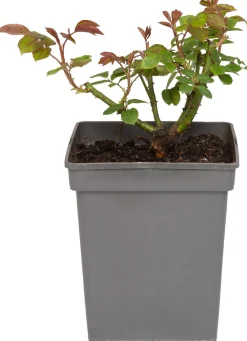 Discount Großblumige Edelrose (Rosa 'Annapurna') D 23 H 25 cm Winterharte Pflanzen|Rosen