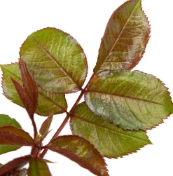 Discount Großblumige Edelrose (Rosa 'Annapurna') D 23 H 25 cm Winterharte Pflanzen|Rosen