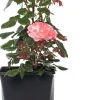 Sale Großblumige Strauchrose (Rosa 'Nostalgie') D 23 cm Immergrüne Pflanzen|Rosen