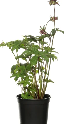 Discount Große Sterndolde (Astrantia major 'Ruby Star') D 17 H 50 cm Blühende Pflanzen|Winterharte Pflanzen