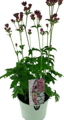 Discount Große Sterndolde (Astrantia major 'Ruby Star') D 17 H 50 cm Blühende Pflanzen|Winterharte Pflanzen
