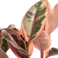 Gummibaum (Ficus elastica 'Belize') D 27 H 90 cm Bonsai|Große Pflanzen