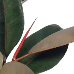 Clearance Gummibaum (Ficus elastica 'Abidjan') D 24 H 85 cm Bonsai|Grünpflanzen