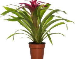 Discount Guzmania (Guzmania 'Deseo Pink') D 12 H 45 cm Blühende Zimmerpflanzen|Bromelien