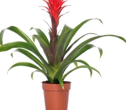 Hot Guzmania (Guzmania 'Hope') D 12 cm H 45 cm Blühende Zimmerpflanzen|Bromelien