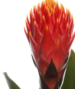 Clearance Guzmania (Guzmania 'Tala') D 12 H 45 cm Blühende Zimmerpflanzen|Bromelien