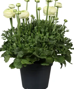 Sale Hahnenfuß (Ranunculus asiaticus 'Success') D 17 H 40 cm Blühende Pflanzen|Winterharte Pflanzen