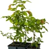 Best Hainbuche (Carpinus betulus) D 9 H 60 cm Heckenpflanzen|Winterharte Pflanzen