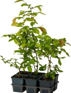 Best Hainbuche (Carpinus betulus) D 9 H 60 cm Heckenpflanzen|Winterharte Pflanzen