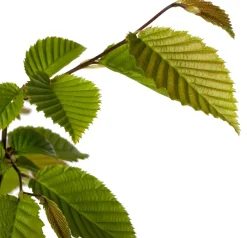 Best Hainbuche (Carpinus betulus) D 9 H 60 cm Heckenpflanzen|Winterharte Pflanzen