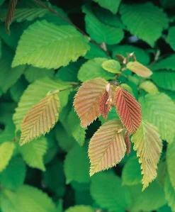 Best Hainbuche (Carpinus betulus) D 9 H 60 cm Heckenpflanzen|Winterharte Pflanzen