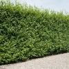 Hainbuche (Carpinus betulus 'Fastigiata') Heckenpflanzen|Buche & Hainbuche