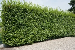 Hainbuche (Carpinus betulus 'Fastigiata') Heckenpflanzen|Buche & Hainbuche