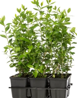 Clearance Hecken-Liguster (Ligustrum ovalifolium) D 9 cm Blühende Pflanzen|Heckenpflanzen