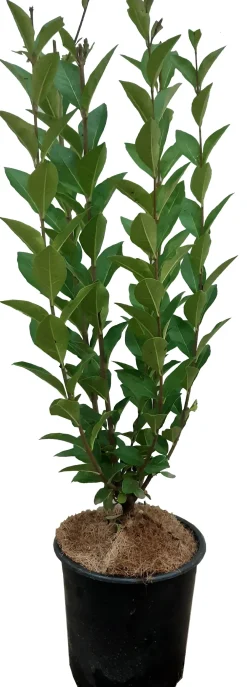 Online Hecken-Liguster (Ligustrum ovalifolium) D 17 H 40 cm Heckenpflanzen|Liguster
