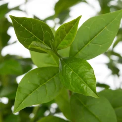 Online Hecken-Liguster (Ligustrum ovalifolium) D 17 H 40 cm Heckenpflanzen|Liguster