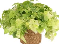 Clearance Henne mit Küken (Tolmiea menziesii) D 12 H 20 cm Kleine Zimmerpflanzen|Grünpflanzen