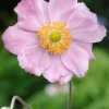 Discount Herbstanemone (Anemone Hybride 'Konigin Charlotte') D 11 cm Blühende Pflanzen|Mehrjährige Pflanzen