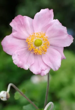 Discount Herbstanemone (Anemone Hybride 'Konigin Charlotte') D 11 cm Blühende Pflanzen|Mehrjährige Pflanzen