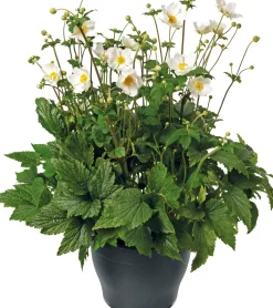 Outlet Herbstanemone (Anemone hybrida 'Honorine Jobert') D 17 H 35 cm Blühende Pflanzen|Winterharte Pflanzen