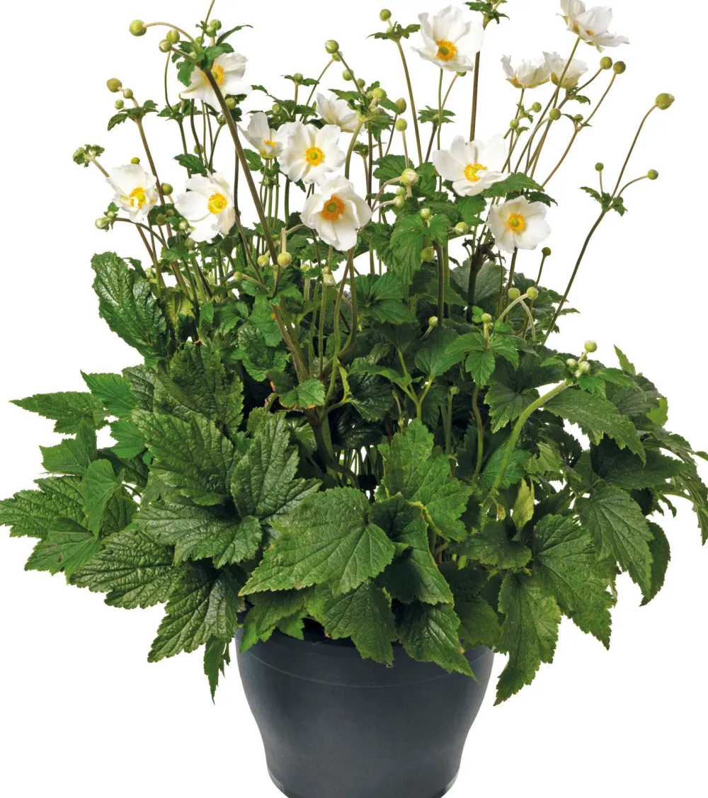 Outlet Herbstanemone (Anemone hybrida 'Honorine Jobert') D 17 H 35 cm Blühende Pflanzen|Winterharte Pflanzen