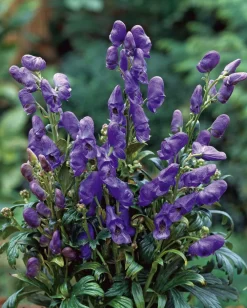 Hot Herbst-Eisenhut (Aconitum carmichaelli 'Arendsii') Pflanzen Für Schatten|Mehrjährige Pflanzen
