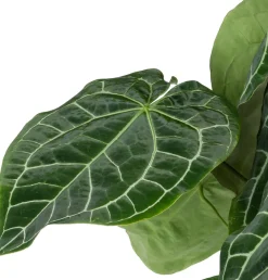 Hot Herzblattblume (Anthurium crystallinum) D 27 H 90 cm Große Pflanzen|Blühende Zimmerpflanzen