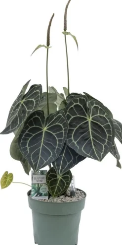 Outlet Herzblattblume (Anthurium clarinervium) D 32 cm H 75 cm Blühende Zimmerpflanzen|Flamingoblumen