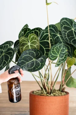 Outlet Herzblattblume (Anthurium clarinervium) D 32 cm H 75 cm Blühende Zimmerpflanzen|Flamingoblumen